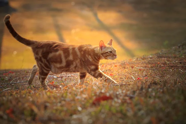 Hauskatze mit orangefarbenem Pelz entspannt sich im Park mit schönem Morgen — Stockfoto