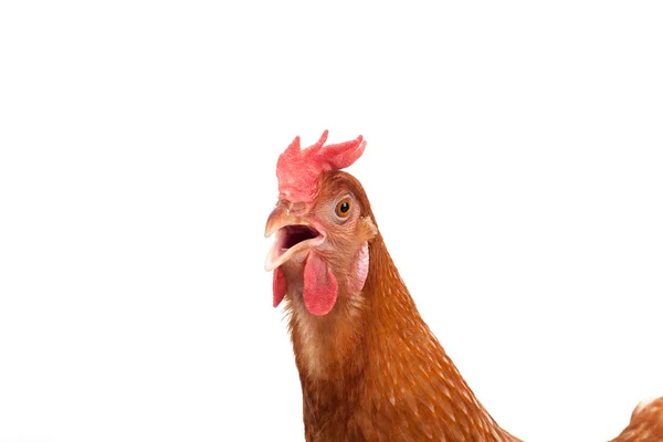 Close up portrait full body of brown female egg hen standing sh — Stok Foto