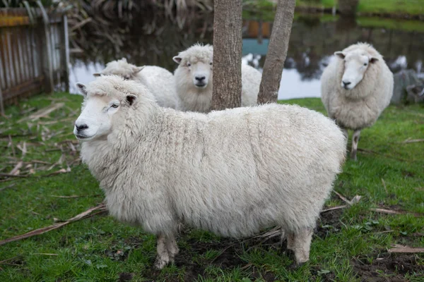 田舎の牧場でニュージーランドのメリノ羊を閉じる — ストック写真