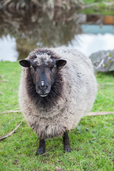 Primer plano de la nueva oveja zelanda merino en el ganado rural fa — Foto de Stock