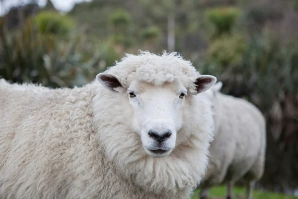 ニュージーランドの牧場にメリノ羊を閉じる — ストック写真