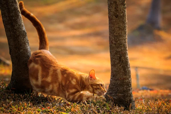 Gato de piel naranja doméstica relajándose en el parque con hermosa mañana — Foto de Stock