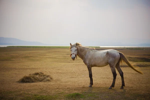 Cuerpo entero de caballo blanco de pie en pradera abierta — Foto de Stock