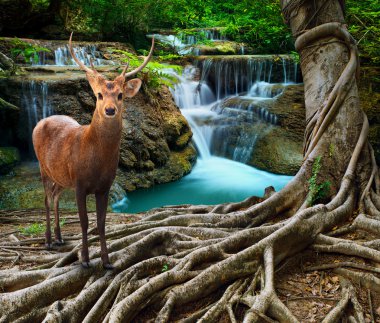 sambar deer standing beside bayan tree root in front of lime sto clipart