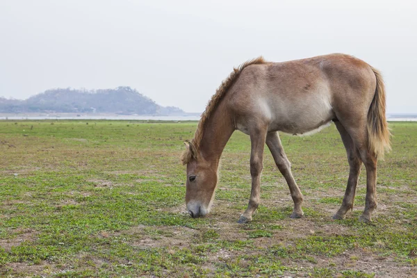 Кінь у полі годування ферми — стокове фото