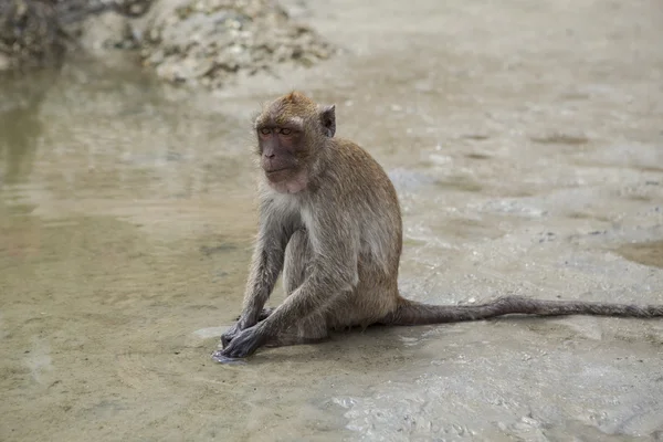 Wild monkey sitting on sea beach and feeding — Stock Photo, Image