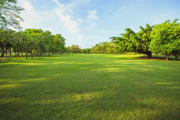 Ранкове світло в громадському парку та зеленому трав'яному садовому полі, дерево — стокове фото