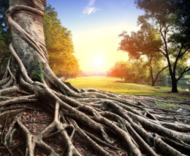 yeşil park ağacında büyük kök