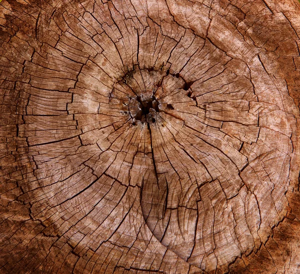 Abstract of tree stump cutting surface use for texture, backgrou — Fotografia de Stock