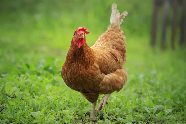 Close up brun kylling i grønne felt husdyrbrug - Stock-foto