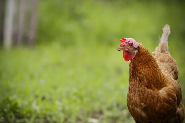 Close up brown chicken in green field livestock farm — Stock Photo, Image