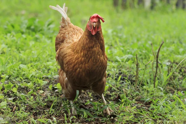 Kahverengi tavuk hayvancılık grupta besleme — Stok fotoğraf
