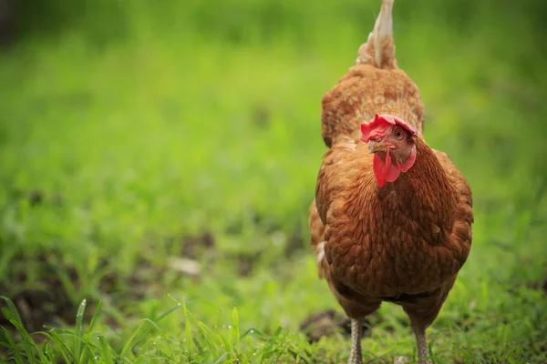 Close up brown chicken in green field livestock farm — Stock Photo, Image