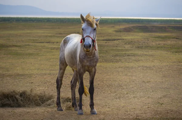 Corpo cheio de cavalo branco em pé no prado rural — Fotografia de Stock