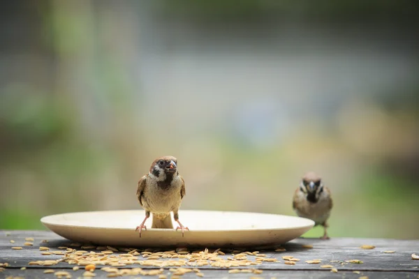 Eurasiska sparrow och paddy i mun står på bord av trä med — Stockfoto