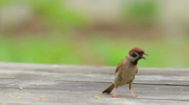 Bayağı serçe ve paddy ağız daimi yeşil ahşap masa üzerinde arka plan bulanıklık