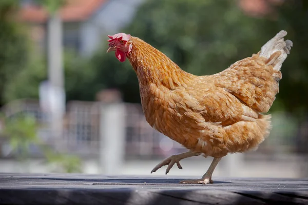 Organik hayvancılık çiftliğinde kahverengi tavuk tam vücut kapatın — Stok fotoğraf