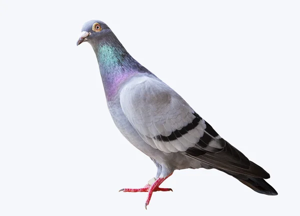 Full body of speed flying racing pigeon isolated white backgroun — Stock Photo, Image