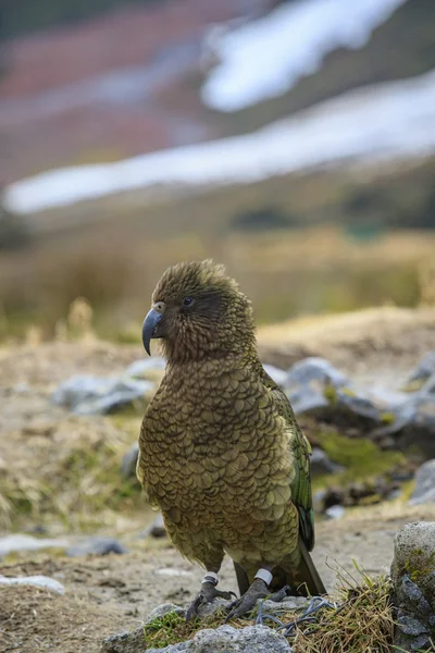 关闭了在自然新玉米的高山鹦鹉 kea 鸟全身 — 图库照片