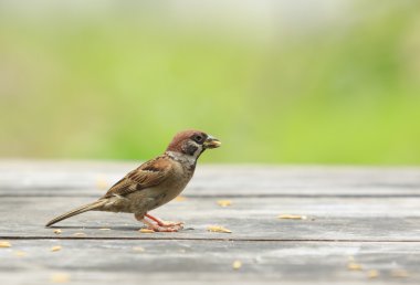 Avrasya ağaç Serçe ve ahşap masa üzerinde duran ağız içinde paddy 
