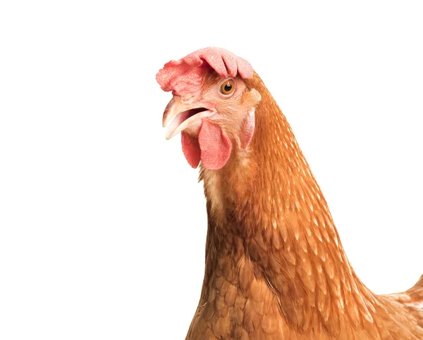 Primo piano testa di gallina di pollo marrone isolato sfondo bianco — Foto Stock