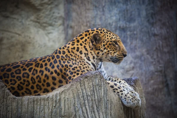 Close up vista lateral rosto de leopardo irritado perigoso deitado na rocha — Fotografia de Stock