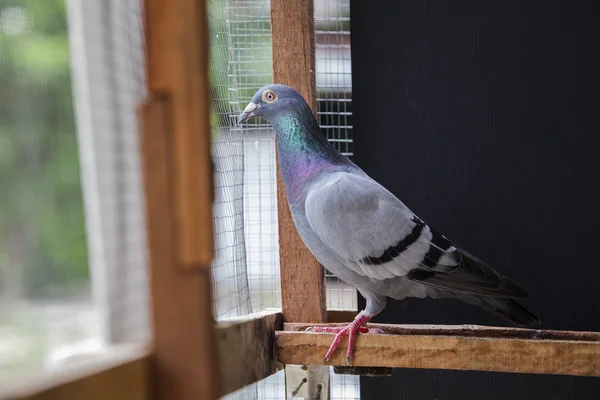Close up full body of speeding racing pigeon bird in home cage — Stock Photo, Image