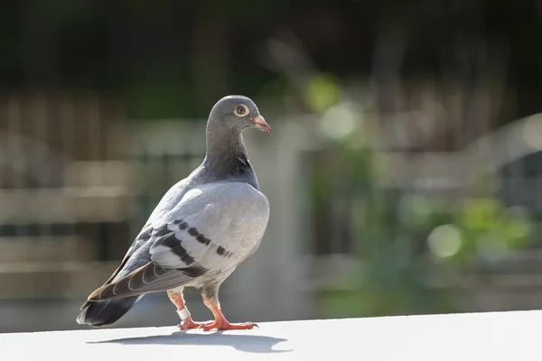 Młody speed racing pigeon ptak stojący na ro do domu koszyk z bliska — Zdjęcie stockowe