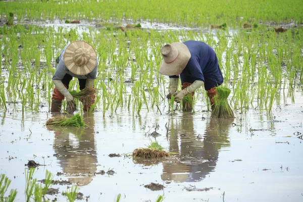 Thai farmer planting young paddy in agriculture field — Stock Photo, Image