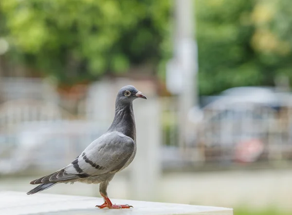 Vicino a tutto il corpo di piccioni uccello in piedi — Foto Stock