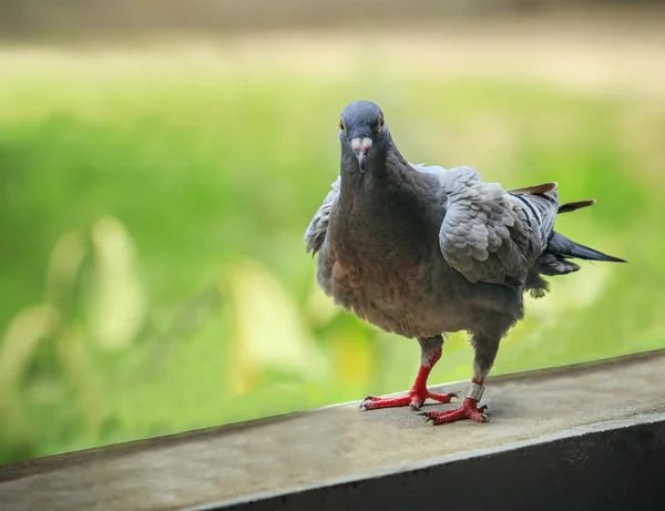 Close up full body of speed racing pigeon birds  with blury gree — Stock Photo, Image