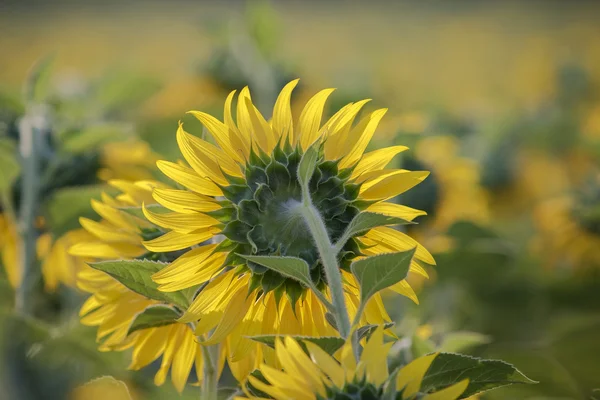 Close up sun flowers in green field — Stock Photo, Image