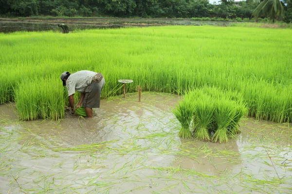 Thai farmer and green rice paddy plant in agriculture planting f — Stock Photo, Image