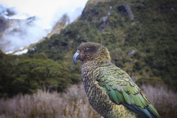Kea pták novozélandský přírodní divoká — Stock fotografie