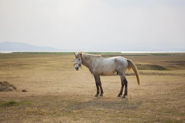 Caballo macho blanco en granja rural — Foto de Stock