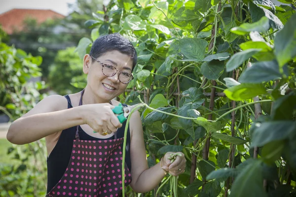 Женщина собирает домашний сад овощные эмоции счастья — стоковое фото