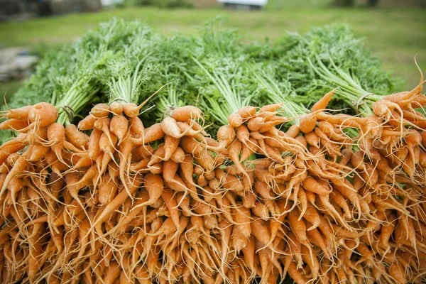 Carota fresca in azienda biologica — Foto Stock