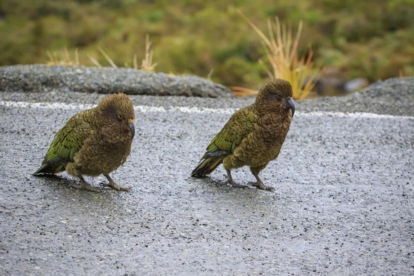 Kea ptak Nowa Zelandia naturalne dziko — Zdjęcie stockowe