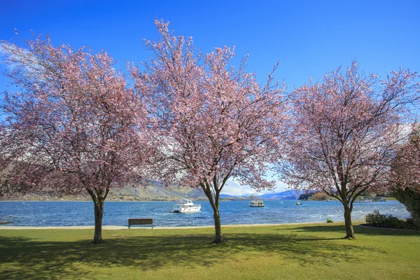 Ροζ λουλούδια που ανθίζουν, όμορφη γραφική λίμνη wanaka Νότου — Φωτογραφία Αρχείου