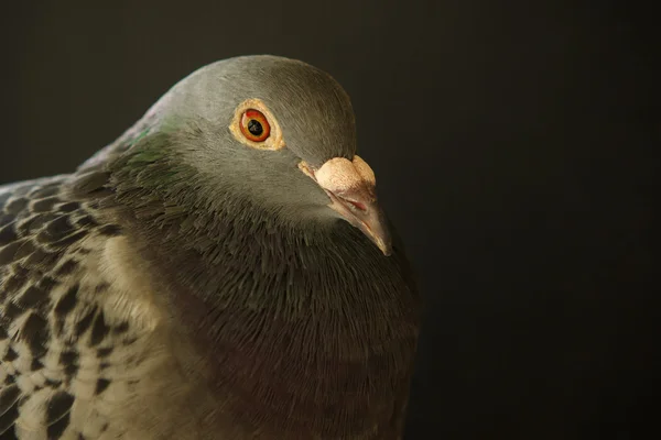 Close up face of speed racing bird on black — Stok Foto