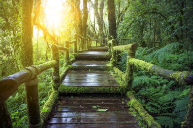 dağ yağmur ormanı DOI Inthanont Milli Parkı Chi nem