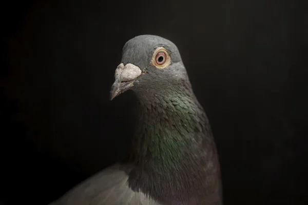 Close-up van hoofd geschoten en mooie ogen van snelheid racing pigeon — Stockfoto