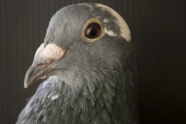 Close up face of speed racing pigeon, head shot on black — стоковое фото