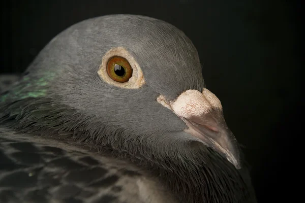 Close up face of speed racing pigeon bird, head shot on black — стоковое фото