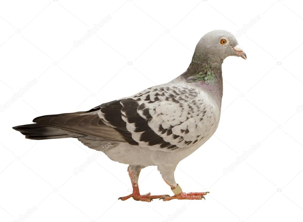 close up full body of speed racing pigeon bird isolated white ba