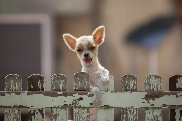 Pomeranian valp hund klättring gamla trä staket användningen för djur och — Stockfoto