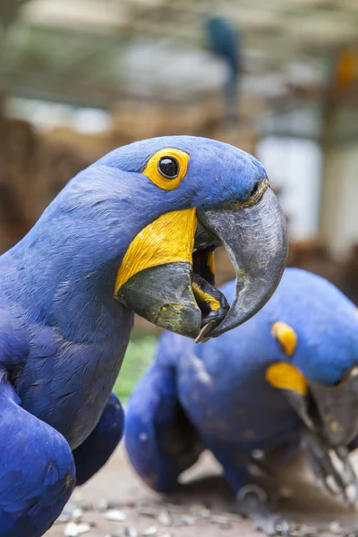 Close up hyacinth   macaw bill ,head shot — Stock Photo, Image