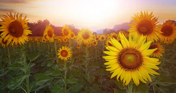 Plantation de tournesol contre le soleil couchant ciel — Photo