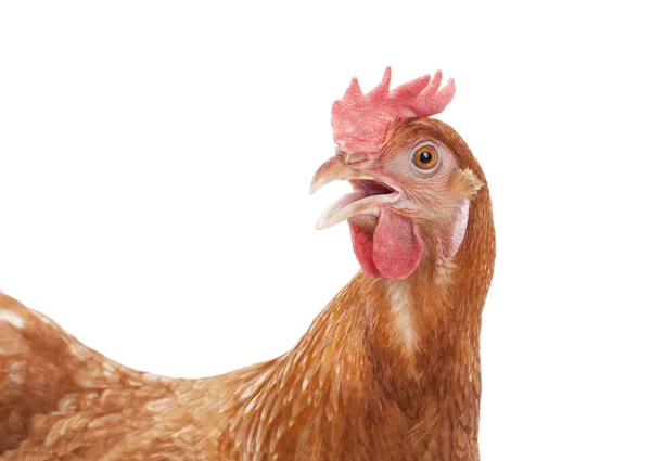 Chicken head isolate white background — Stock Photo, Image