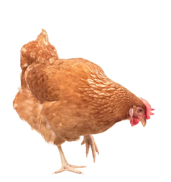 Ganzkörper braunes Huhn, Henne steht isoliert hinter weißem Hintergrund — Stockfoto